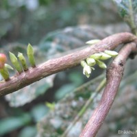 Agrostistachys indica Dalzell